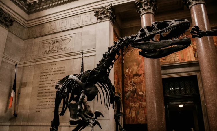 Museum Natural History things to do in New York
