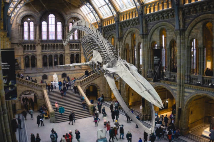 London Attraction: Natural History Museum 