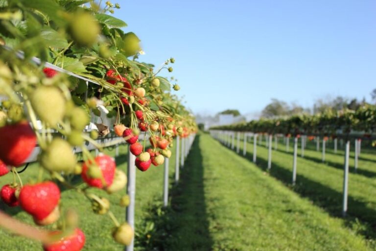 pyo farms near london