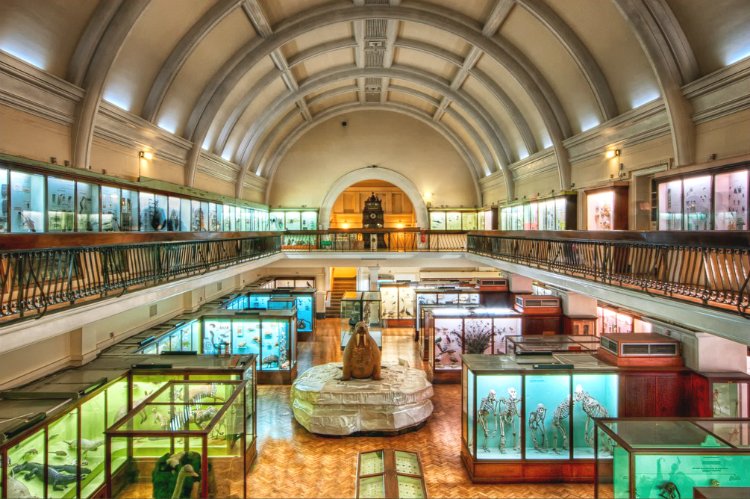 Horniman Museum & Gardens - Home To One Very Large Walrus