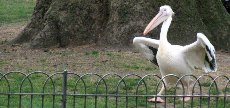 Pelicans - date ideas in St James's