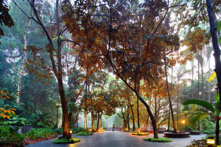 Botanic Gardens - things to do in Singapore