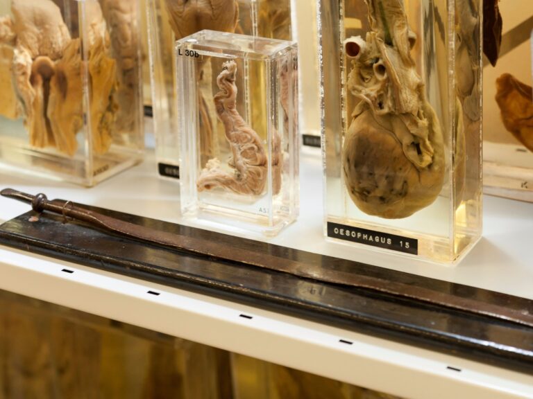 ucl pathology museum