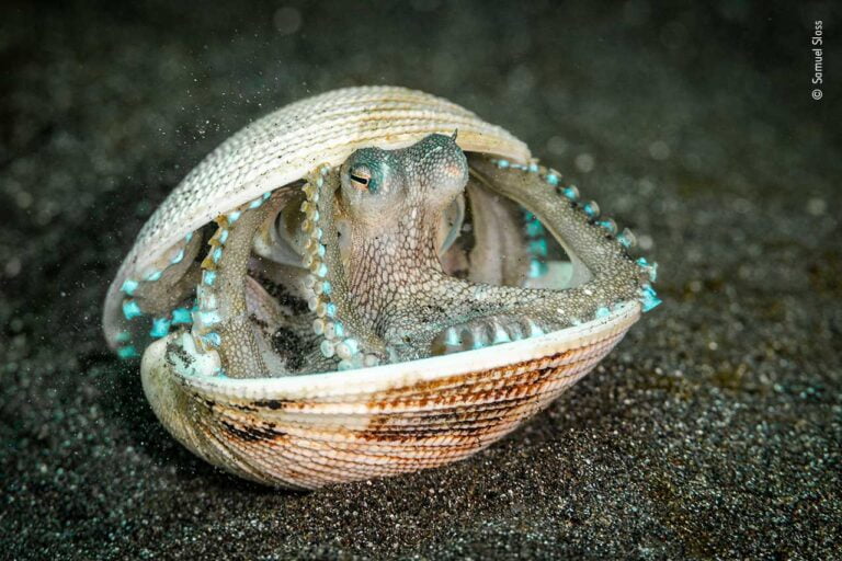 Wildlife Photographer of the Year