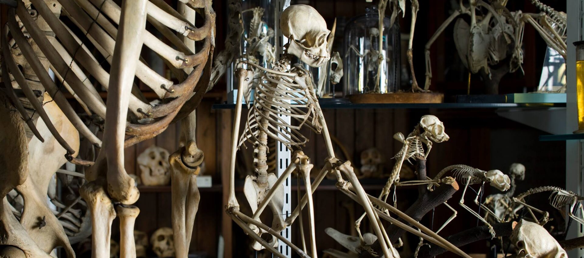 UCL Museums