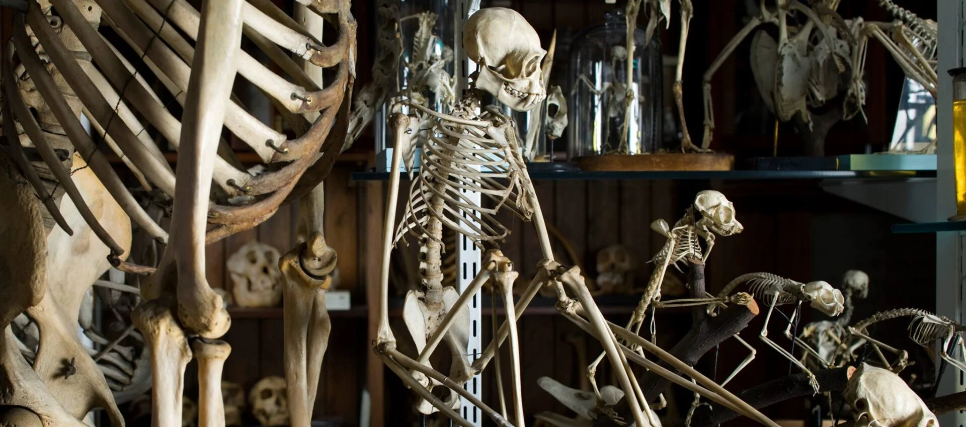 UCL Museums