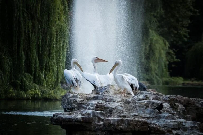 Pelicans in St James Park