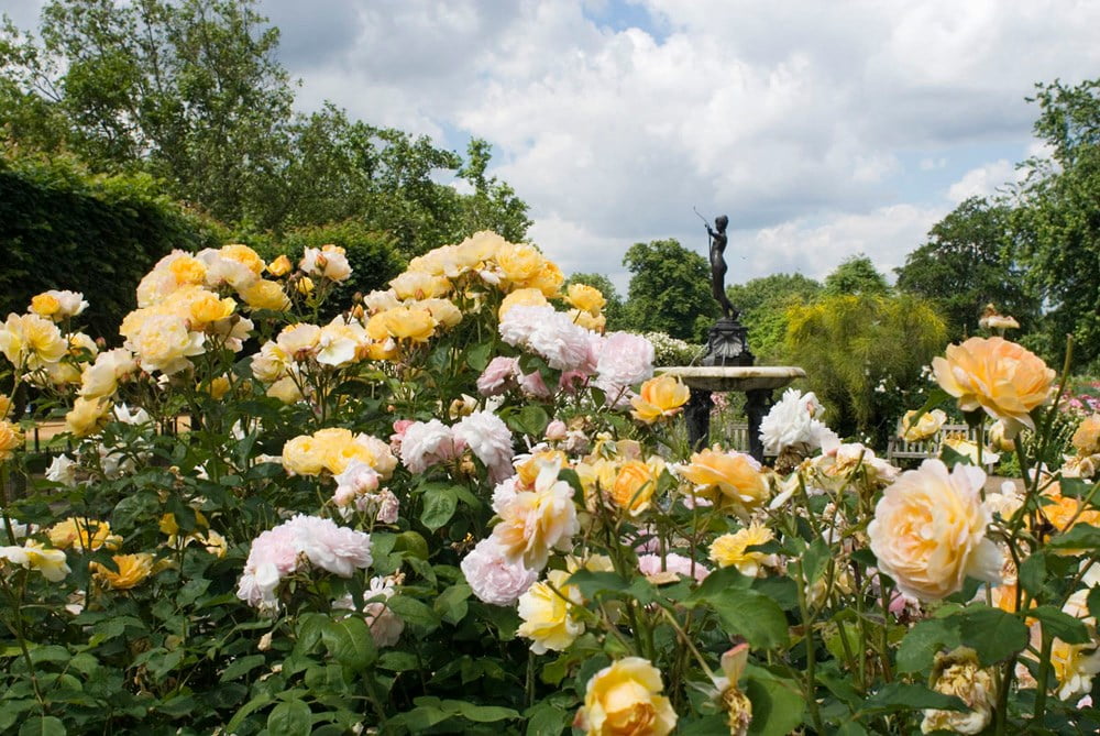hyde park rose garden