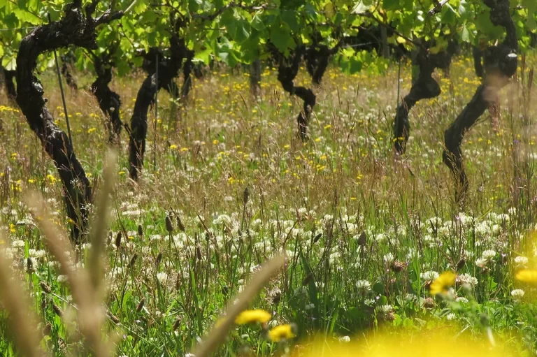 Best Vineyards in the UK: St Martin's Vineyard