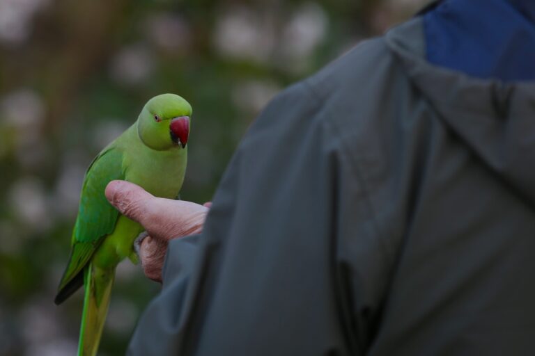 Parakeets in London