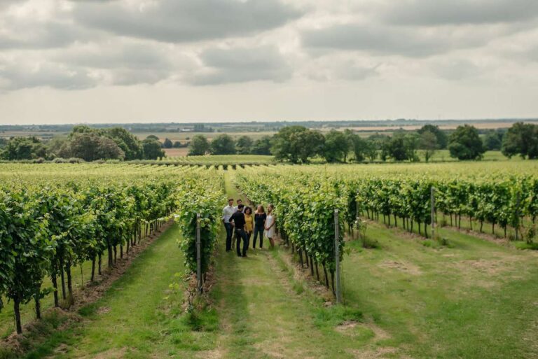 Best Vineyards in the UK: Gusborne Vineyard