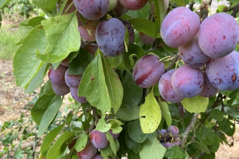 Best Pick Your Own Farms near Londn Hewitts PYO