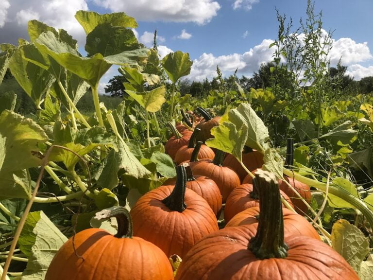 peckham pumpkin patch