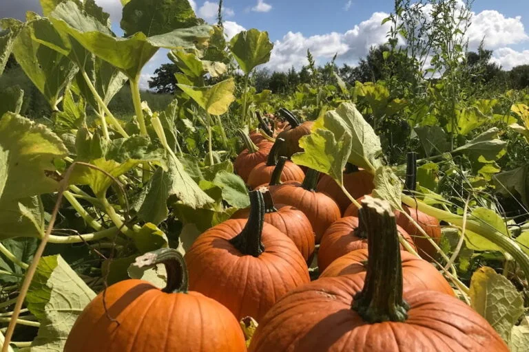 pumpkin farms london