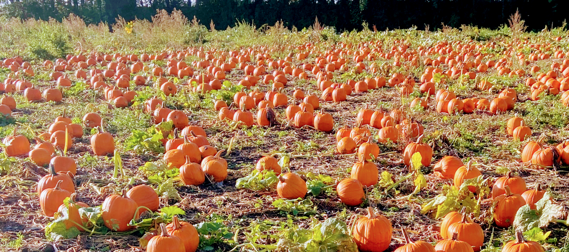 The Best ‘Pick Your Own’ Farms Near London
