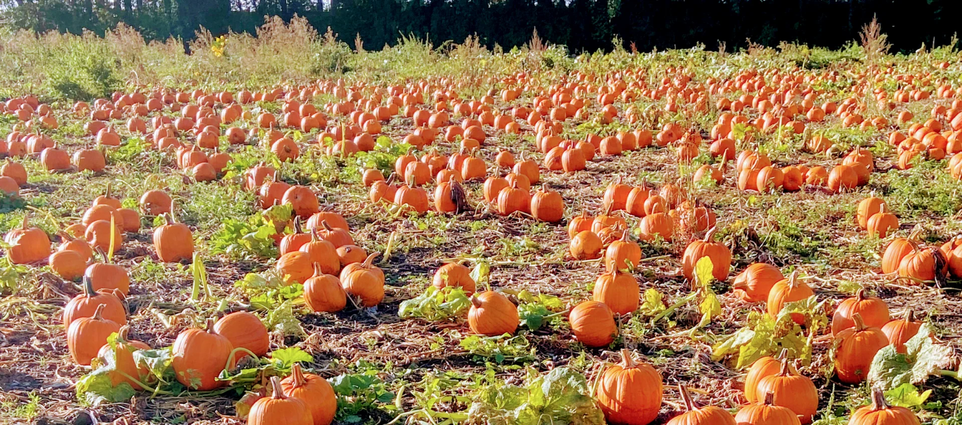 The Best ‘Pick Your Own’ Farms Near London