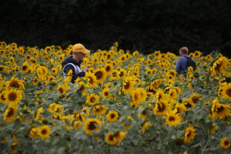 Best Pick Your Own Farms near London: Pop Up Farm