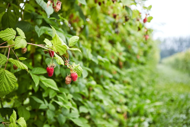 Best Pick Your Own Farms near London: Peterley Manor Farm