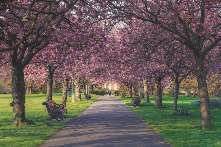 greenwich park cherry blossom