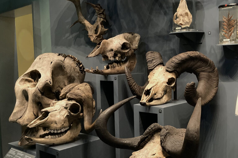 hunterian museum animal skulls
