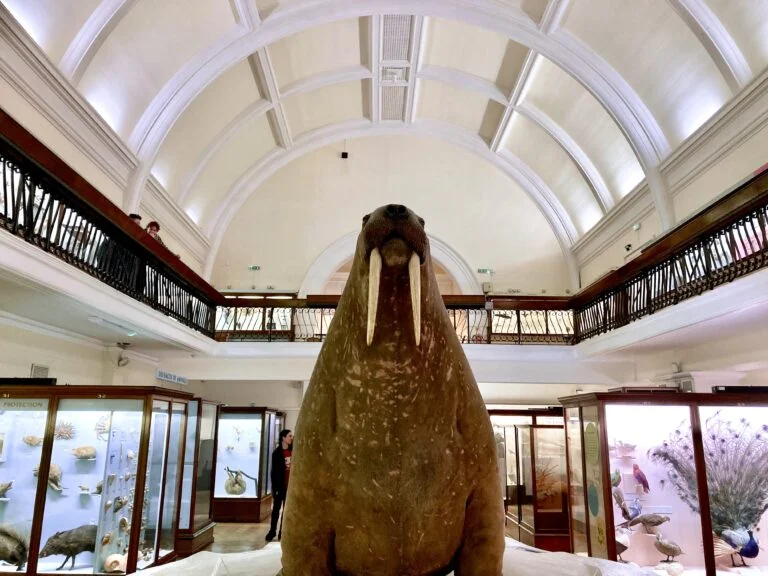 horniman museum walrus