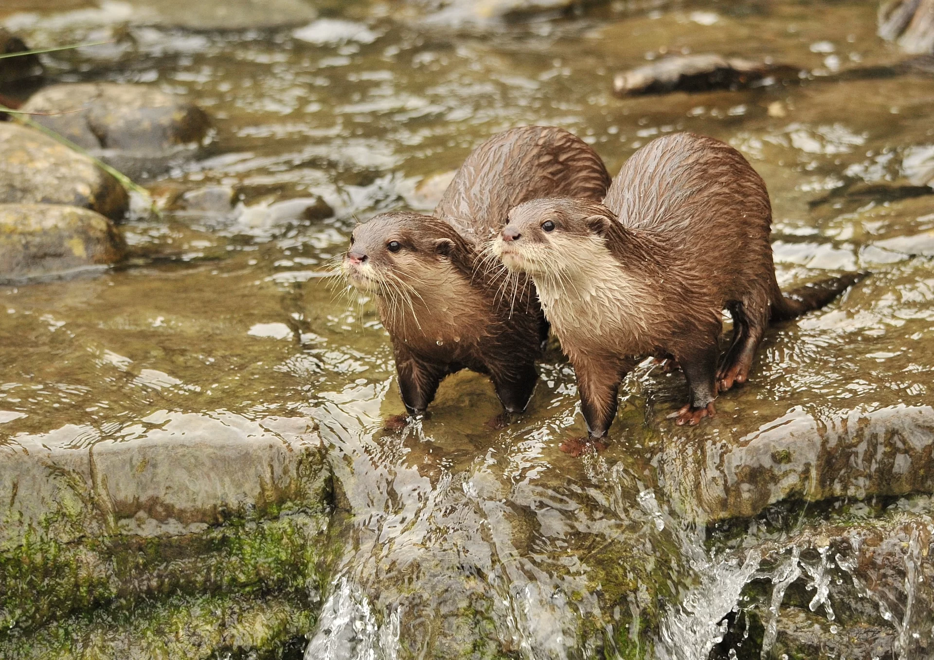 London Wetland Centre