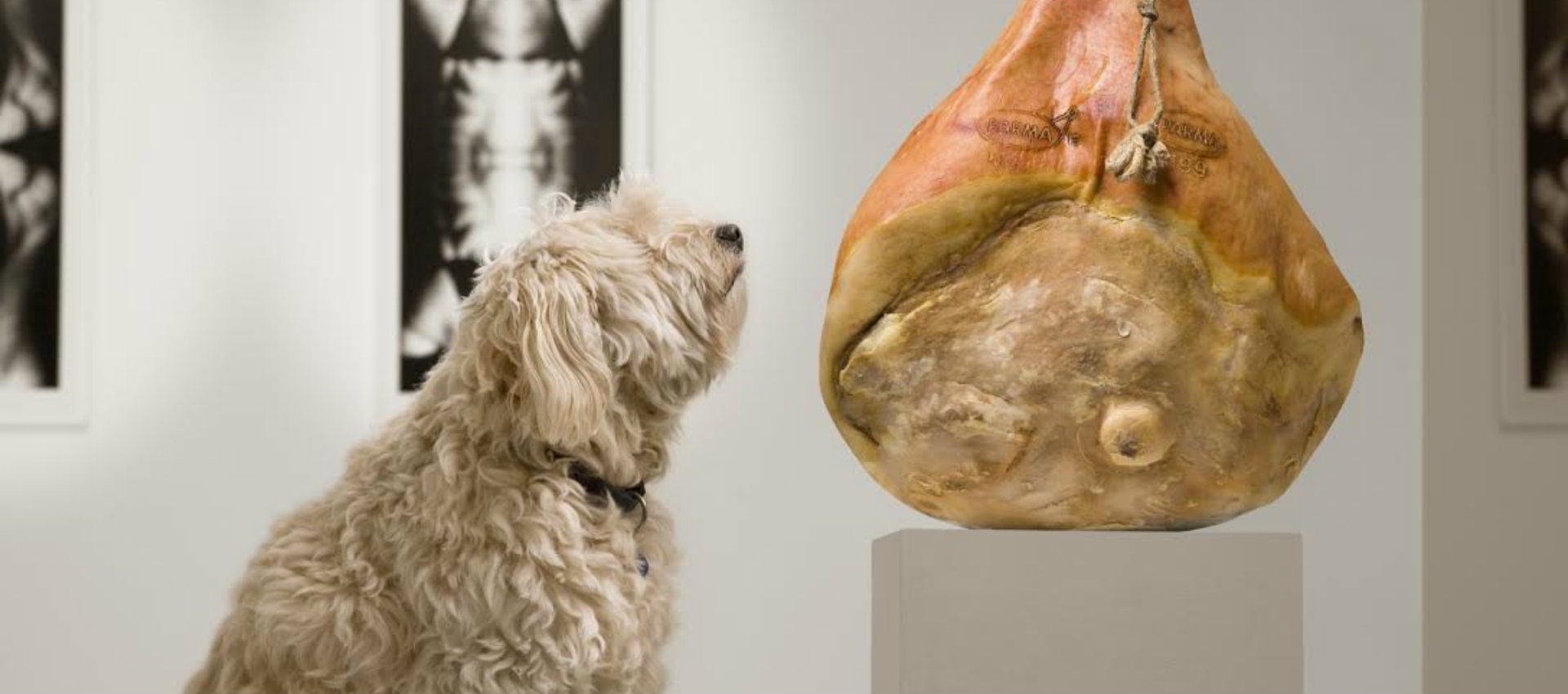 Behold An Art Exhibition For Dogs